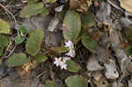 Trailing arbutus